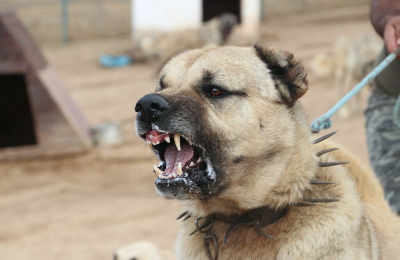 Turkish Kangal Dog Collar Iron Dog Collar Agains Wolf Attack Etsy