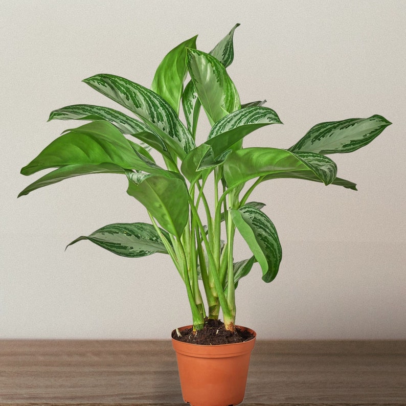 LIVE Chinese Evergreen 'silver Bay' Evergreen Indoor - Etsy