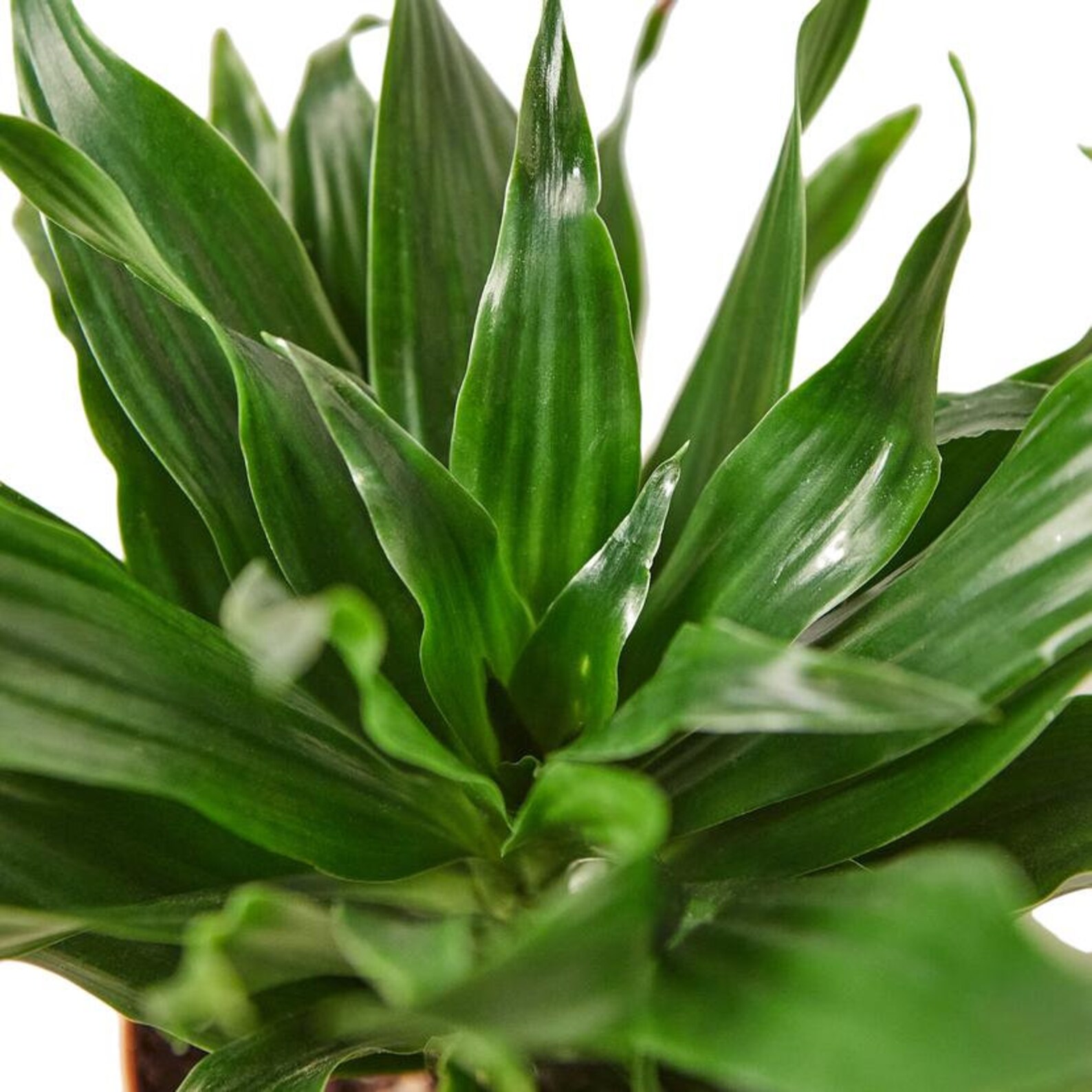 LIVE Dracaena Craig' Dragon Tree Plant in 4 Etsy