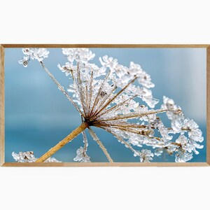 Samsung Frame TV Art Winter Flowers, Frame TV Art Winter Frost, TV Art Winter Floral, Frame tv Art 4K, Winter Photography, Winter Photograph