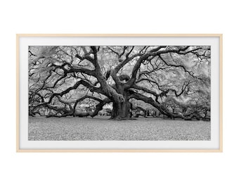 Black and White Photo of Majestic Tree for Samsung Frame TV, Frame TV Art Tree Photo, Frame TV Art Black & White Photography of Ancient Tree