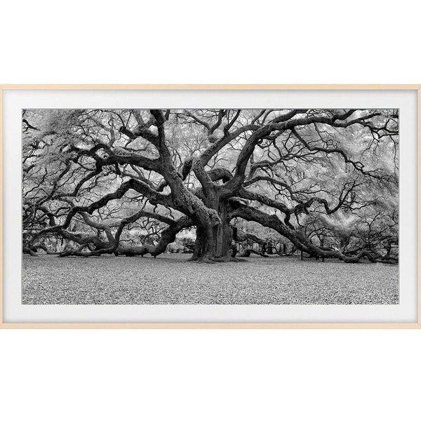 Black and White Photo of Majestic Tree for Samsung Frame TV, Frame TV Art Tree Photo, Frame TV Art Black & White Photography of Ancient Tree