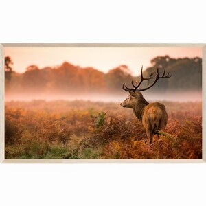 Könnte beinhalten: Gerahmter Druck mit einem majestätischen Rothirsch in einer nebligen Herbstlandschaft. Der Hirsch steht inmitten goldbrauner Farne und Blätter, mit einem weichen, orangefarbenen Himmel im Hintergrund. Das Kunstwerk ist in einem hellen Holzrahmen eingefasst.