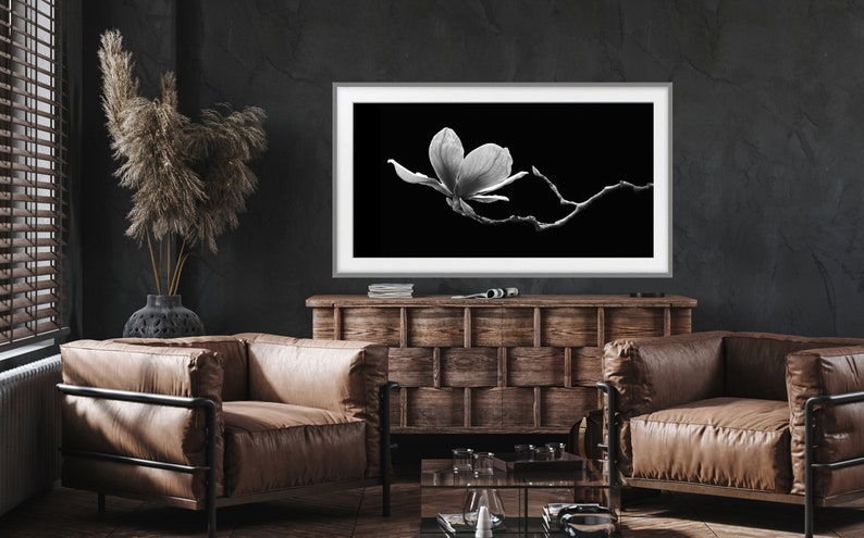 May include: A black and white photograph of a single magnolia flower in bloom against a dark background.