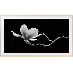 May include: A black and white photograph of a single magnolia flower in bloom on a branch against a black background.
