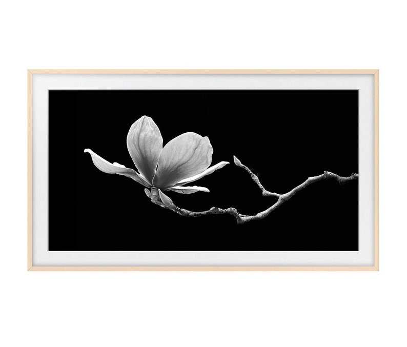 May include: A black and white photograph of a single magnolia flower in bloom on a branch against a black background.