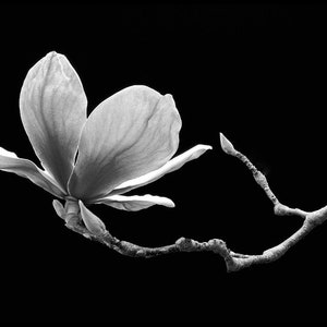 May include: A single white magnolia blossom with delicate petals on a black background. The flower is in full bloom and is attached to a thin, bare branch.