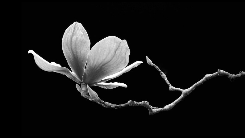 May include: A single white magnolia blossom with delicate petals on a black background. The flower is in full bloom and is attached to a thin, bare branch.