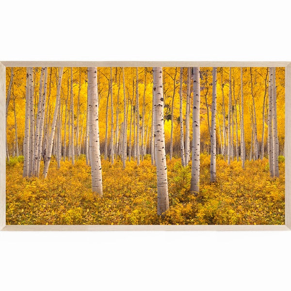 Aspen Trees Photography for the Samsung Frame TV, Frame TV Fall Foliage Photography, Frame TV Art Aspen Trees Turning Yellow in Colorado