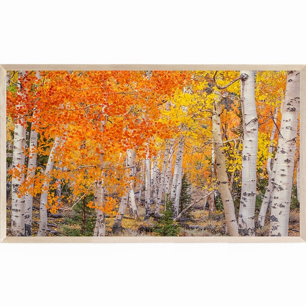 Aspen Trees Photography for the Samsung Frame TV, Frame TV Fall Foliage Photography, Frame TV Art Aspen Trees in Fall Color in Colorado