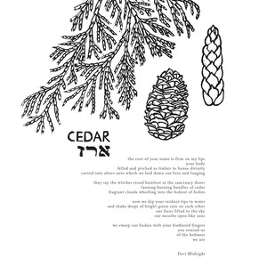 Cedar Poster