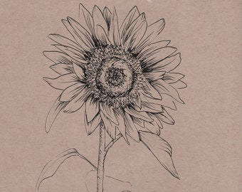 Sunflower - Drawing Skill