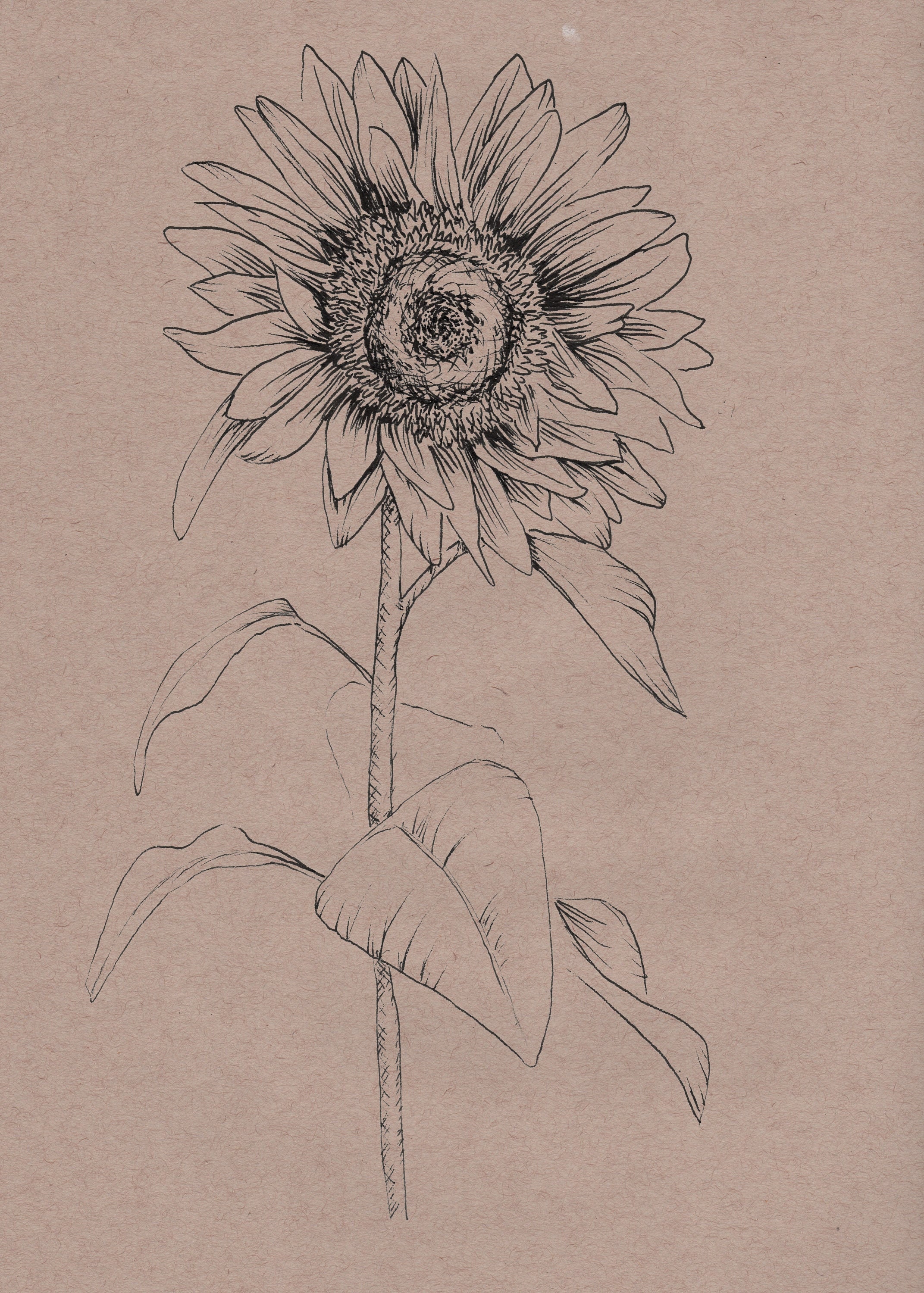 Sunflower Sketch, Nature Botanical Drawing. Etsy