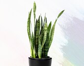 Rare Sansevieria trifasciata Black Coral 39 Pups Snake Plant Mother In Laws Tongue Live Easy Houseplant