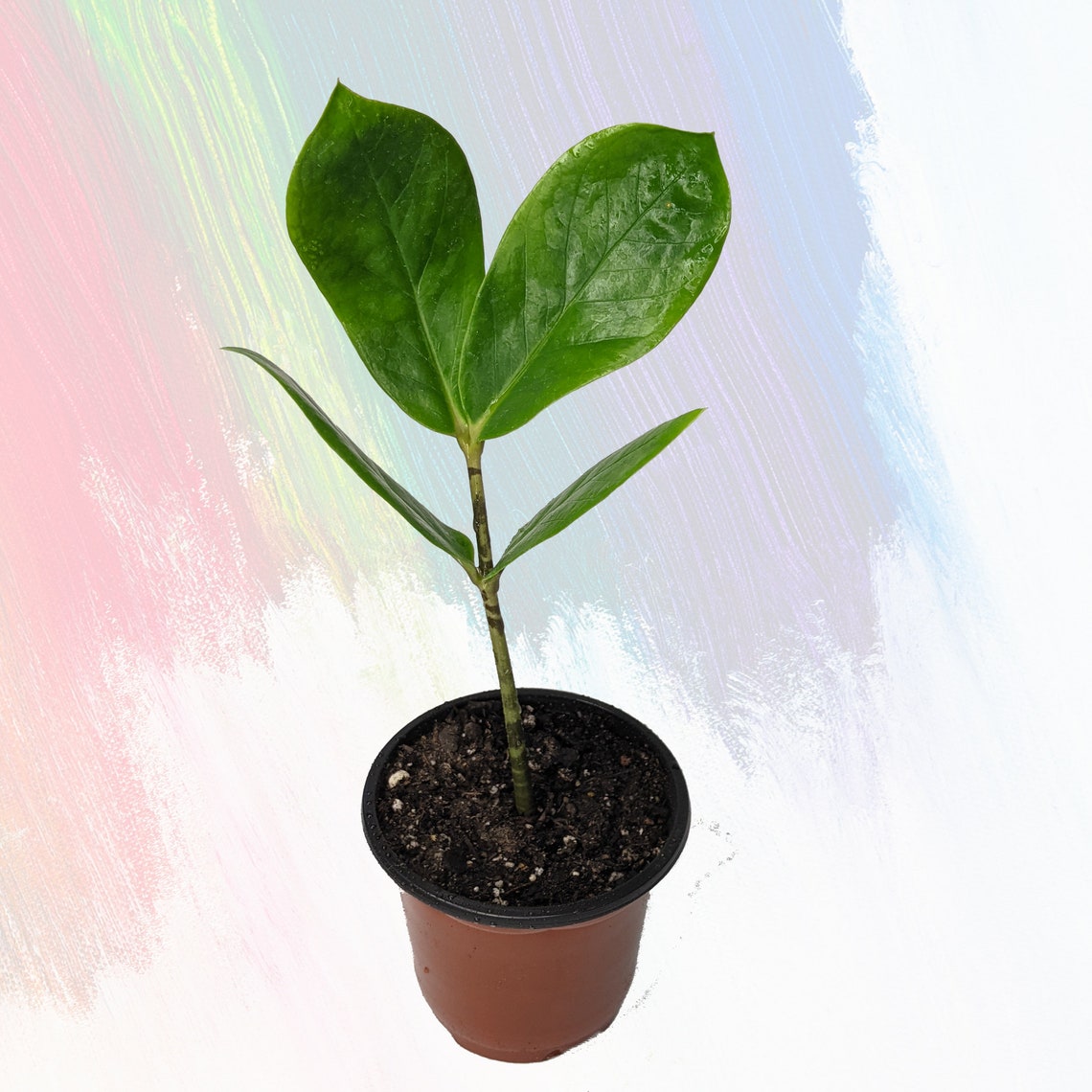 Mini ZZ Plant w Bulb Starter Zamioculcas zamiifolia Etsy