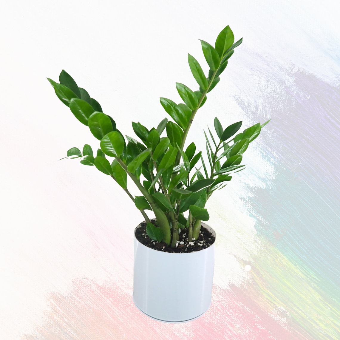 Mini ZZ Plant w Bulb Starter Zamioculcas zamiifolia Etsy