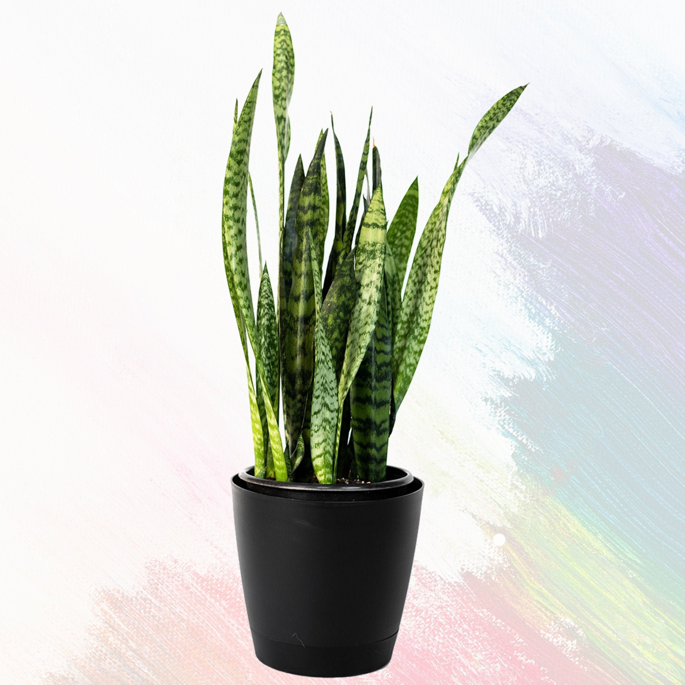 Snake Plant for sale Only 4 left at 75