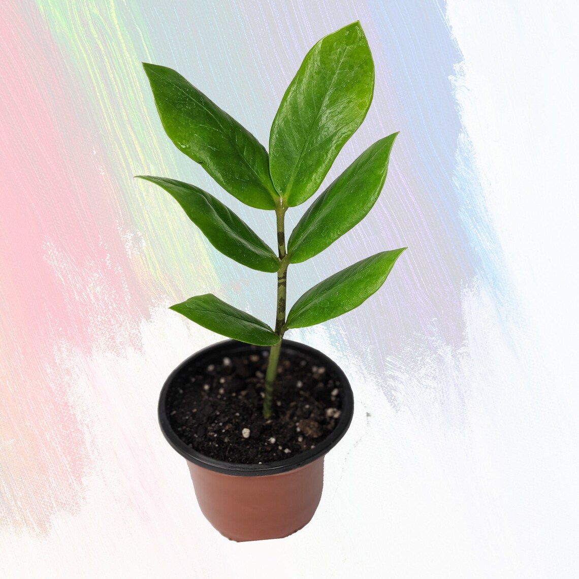 Mini ZZ Plant w Bulb Starter Zamioculcas zamiifolia Etsy