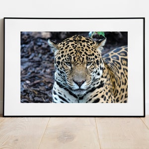 Panther Portrait