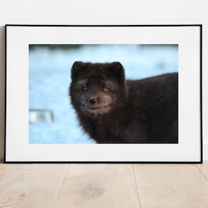 Arctic Fox Print