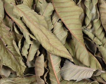 Organic Guava Leaves | Herbal Tea