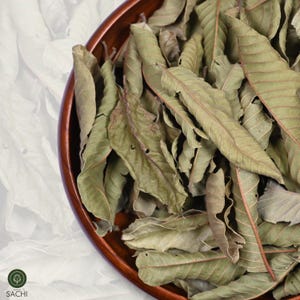 Premium Organic Guava Leaves | Psidium guajava