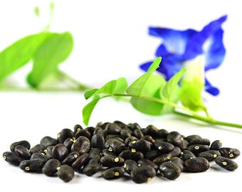 Semillas de guisante mariposa azul 50 piezas (Clitoria ternatea)