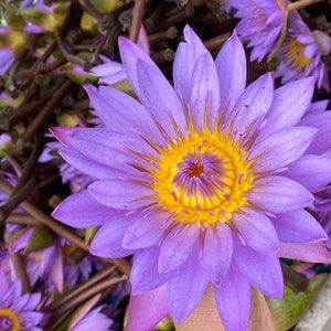 1000 g de fleurs de lotus bleu séchées biologiques de qualité supérieure Thé bleu Tisane Nymphaea caerulea image 5