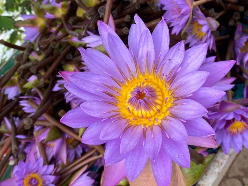 1000 g de fleurs de lotus bleu séchées biologiques de qualité supérieure Thé bleu Tisane Nymphaea caerulea image 5