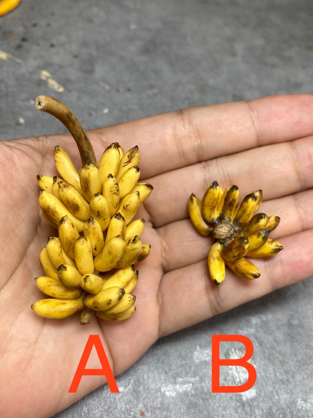 1/12 Banana Miniature Clay Fruit - Etsy