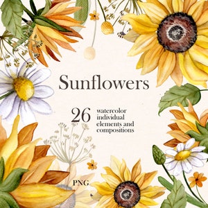 Tournesols aquarelles. Clipart floral. Aquarelle peinture botanique. Le champ d’aquarelle dessine le clipart en PNG.