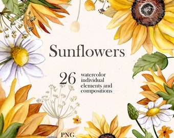 Watercolor sunflowers. Floral clipart. Watercolour botanical painting. Watercolor field daisies clipart in PNG.