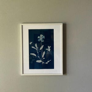 Botanical Sunprints