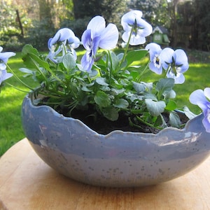 Pode incluir: Um vaso de cerâmica azul claro com borda ondulada, cheio de amores-perfeitos. Os amores-perfeitos têm pétalas azul claro com centros azul escuro e amarelo. O vaso está sobre uma superfície de madeira, com um gramado verde ao fundo.