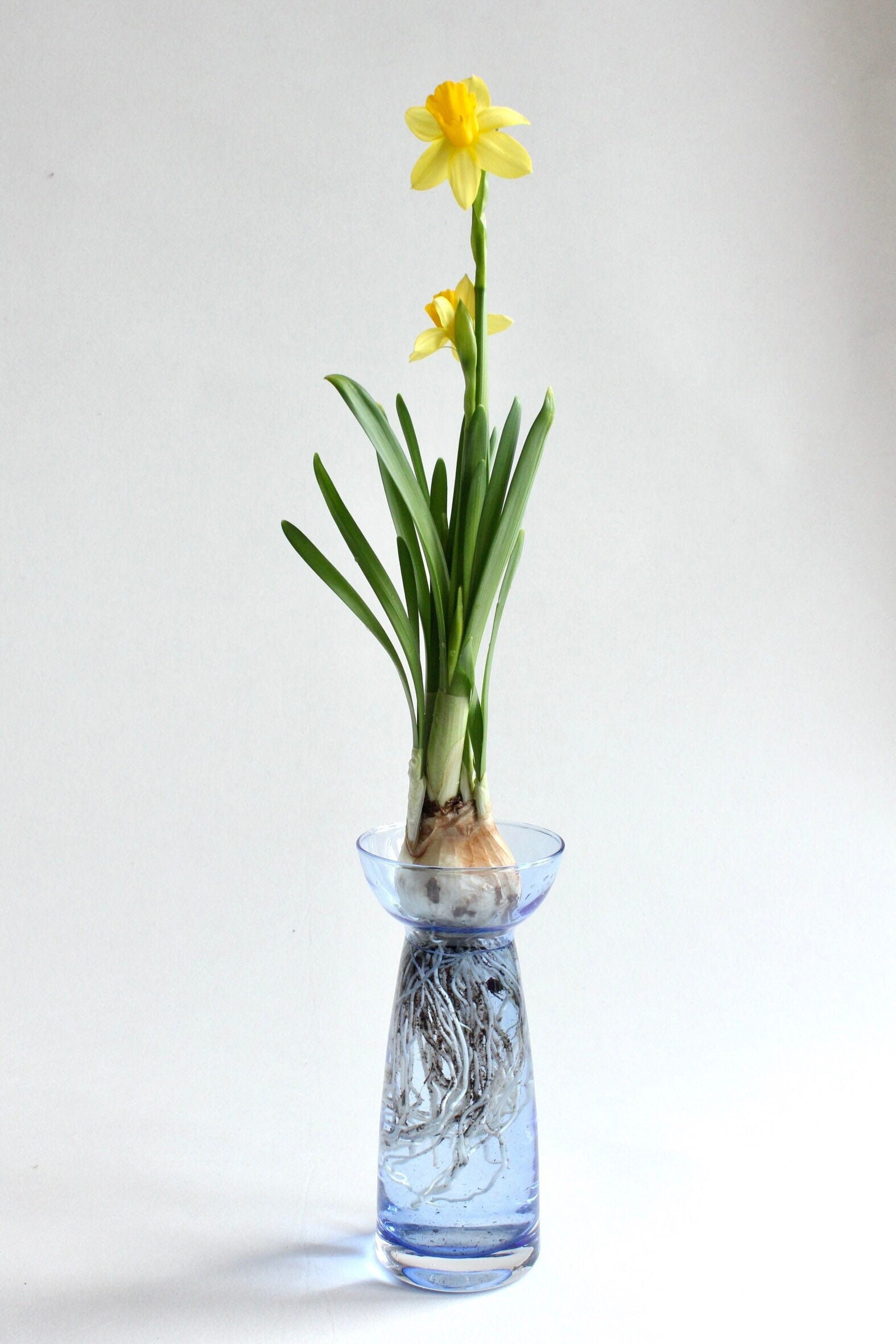 Bulb Forcing Vase for sale Only 3 left at 60