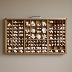 May include: A rectangular wooden printer's tray featuring numerous small compartments, each filled with a variety of white seashells and coral pieces. The display case is mounted on a wall and includes a silver metal handle at the top centre.