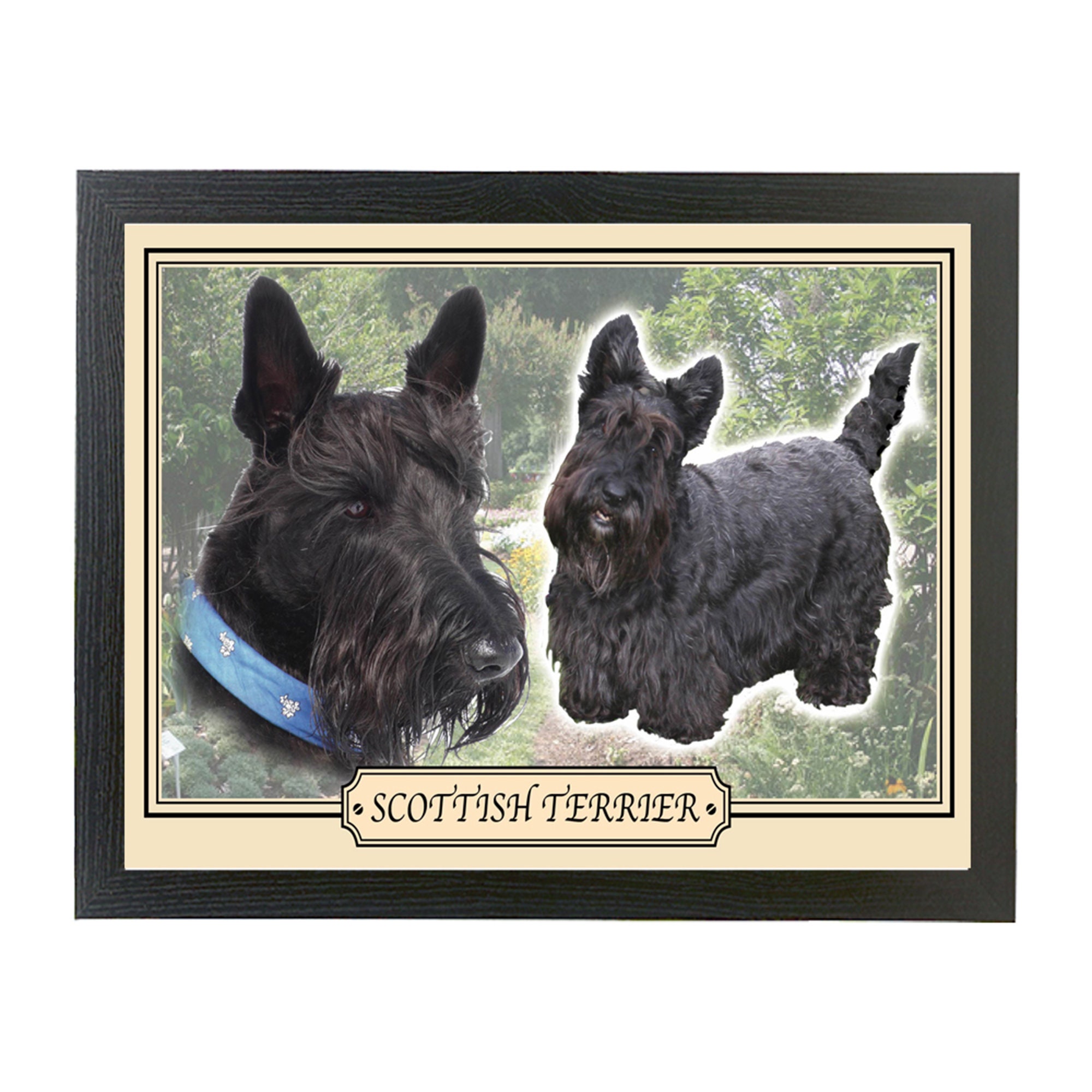 Scottish Terrier Dog Breed Framed Picture Gift | Etsy