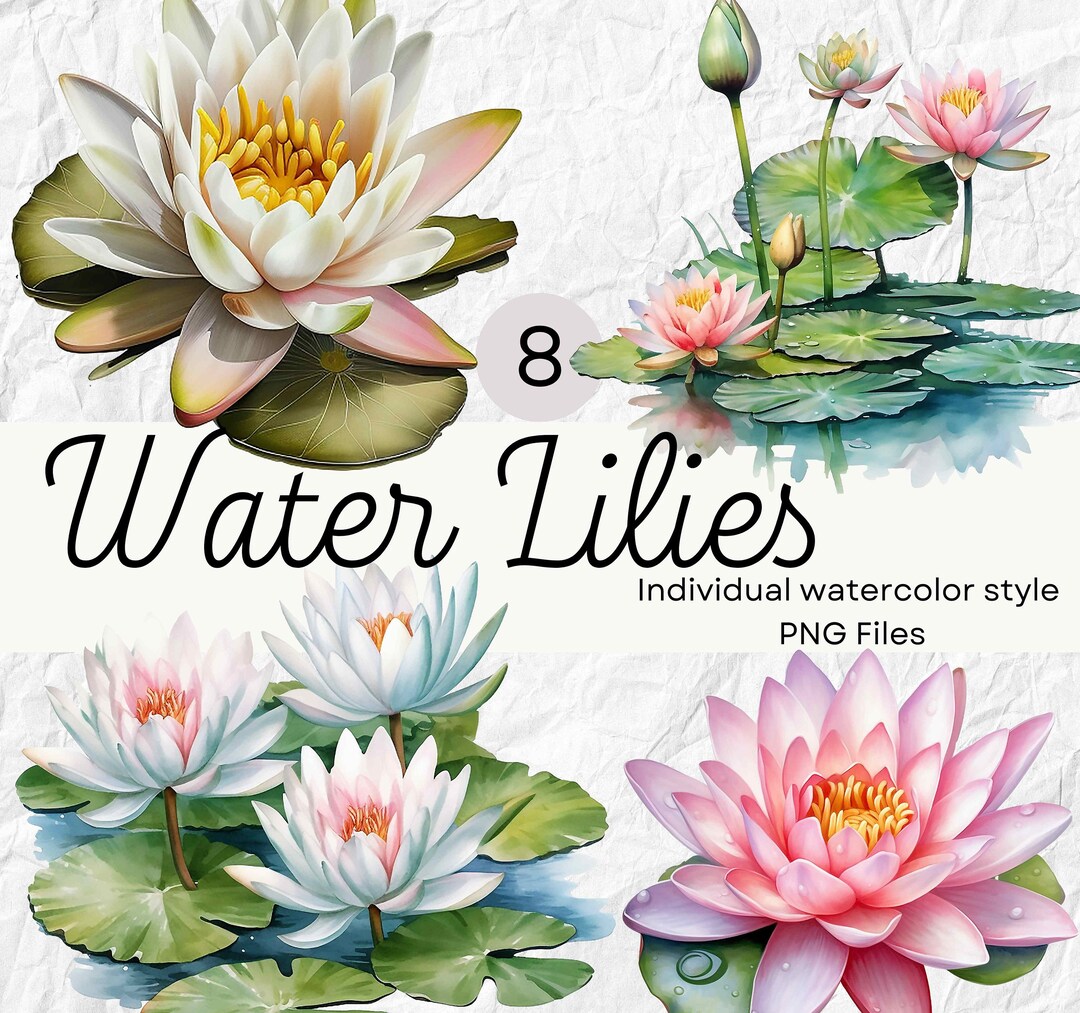 Watercolor Water Lily Clipart, Lily Flower PNG for Commercial Use POD ...