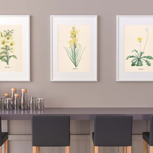 Vintage Botanical Prints Yellow Flowers Kitchen Bedroom Poster Minimalist French Country