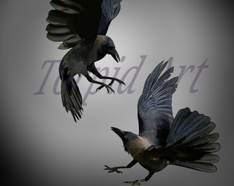 Ravens in Flight (Print)