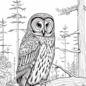 Könnte beinhalten: Eine Schwarzweiß-Zeichnung eines Sperlingskauzes, der auf einem Ast in einem Wald sitzt. Der Kauz hat große, runde Augen und ein charakteristisches, gefiedertes Muster auf seinen Federn.