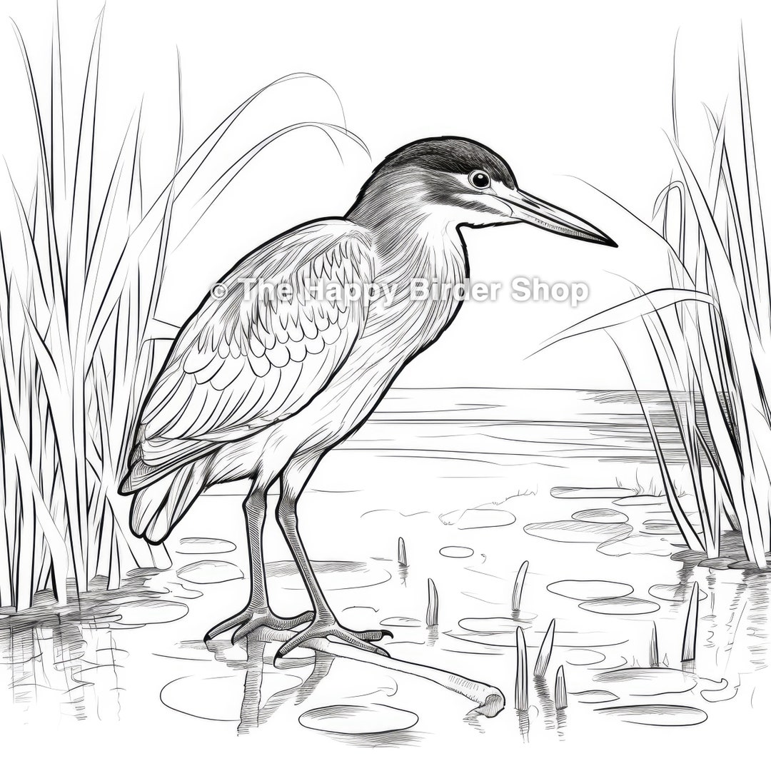 Little Green Heron Coloring Book Page Stress Relief Bird Nerd Birds ...