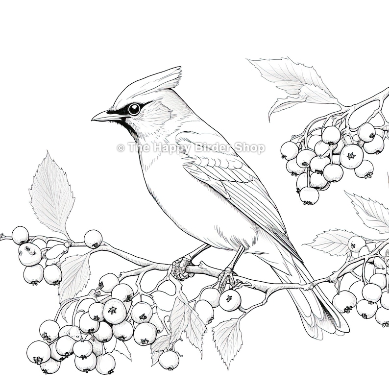 Coloring Page Cedar Waxwing Printable Coloring Sheet Adult Coloring Nature Birds Relaxing Activity image 1