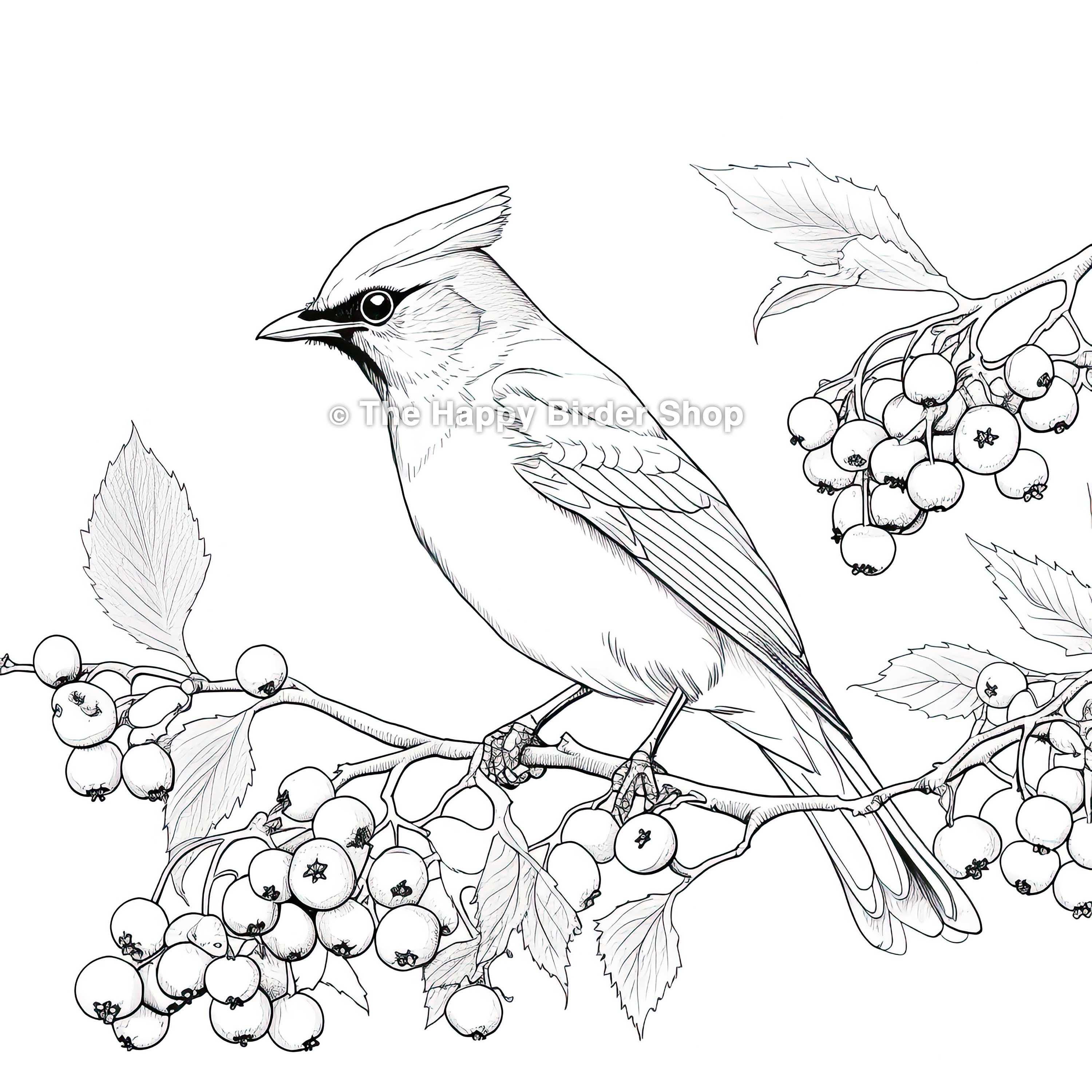 Cedar Waxwing Coloring Page Printable Waxwing Coloring Page - Etsy