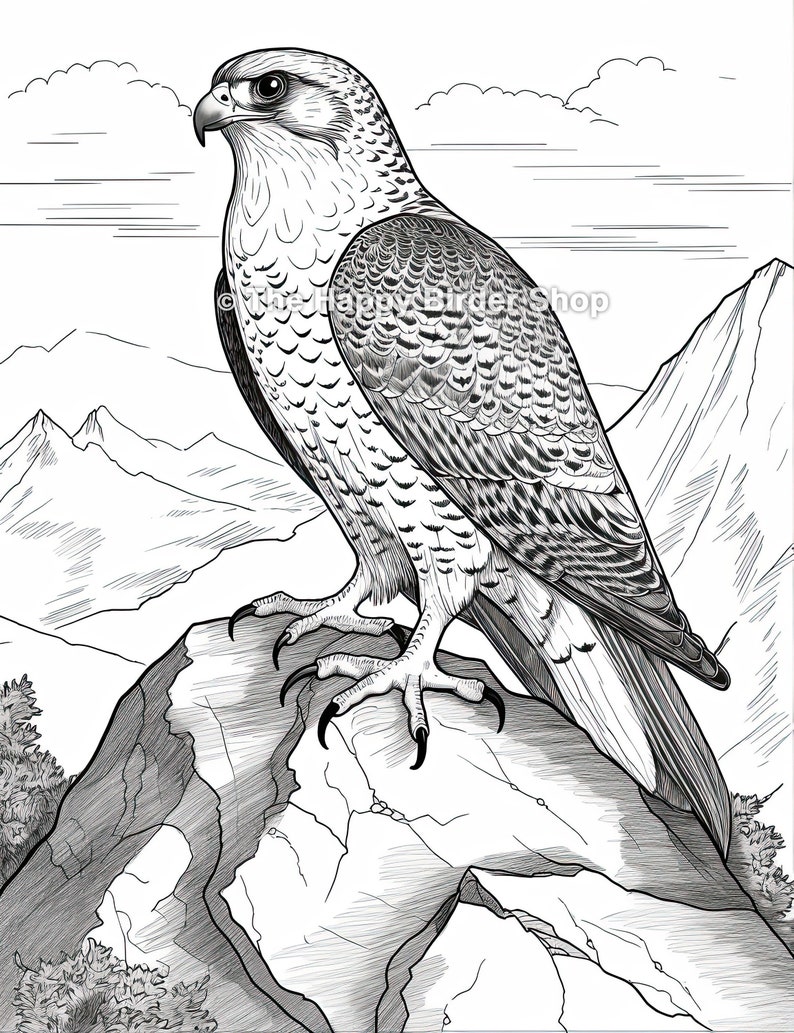 Peregrine Falcon, Coloring Page, Bird Lover Gift, Wildlife Art ...