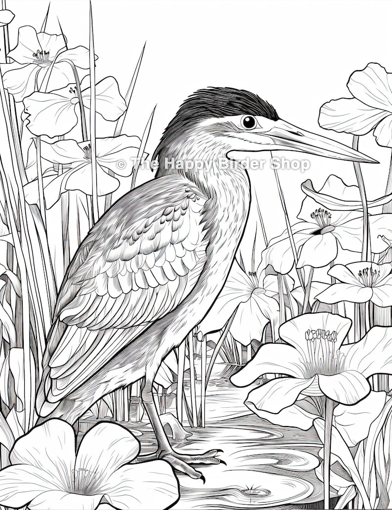 Green Heron Coloring Book Page Stress Relief Bird Nerd Birds Fun Bird ...