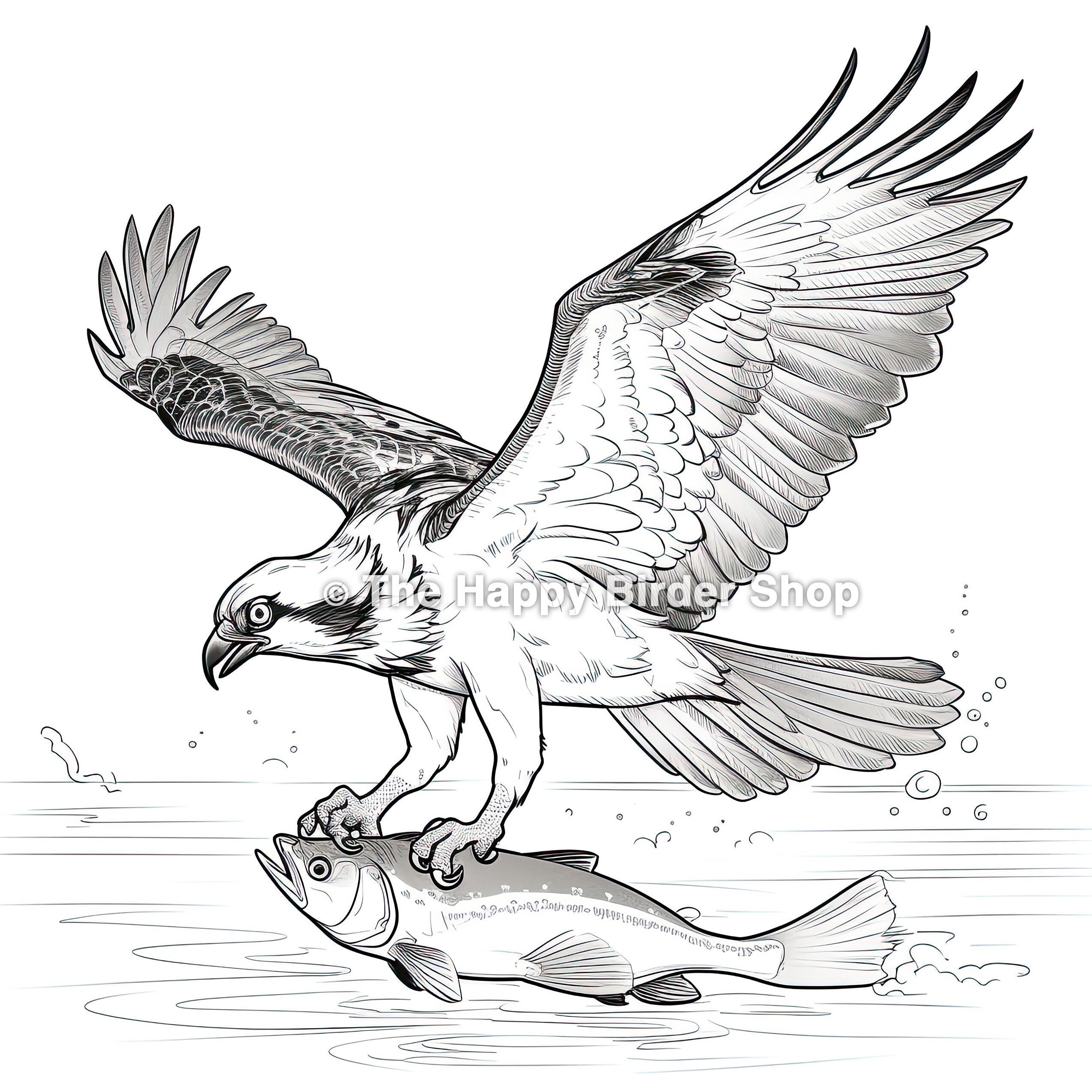 Osprey Coloring Book Page, Nature Coloring Book Page, Birds, Bird
