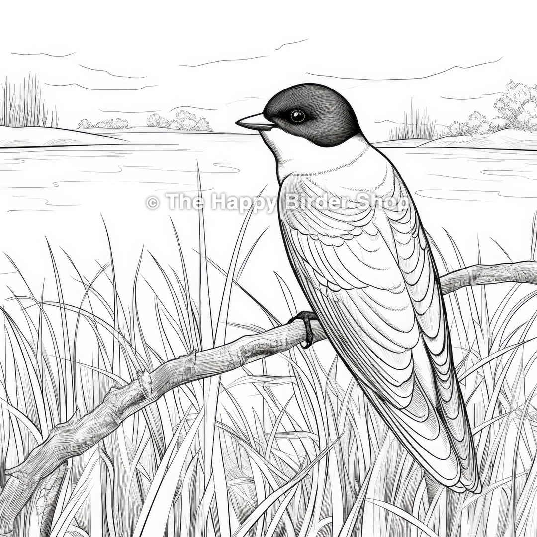 Tree Swallow Coloring Page Bird Lovers Printable JPG Adult