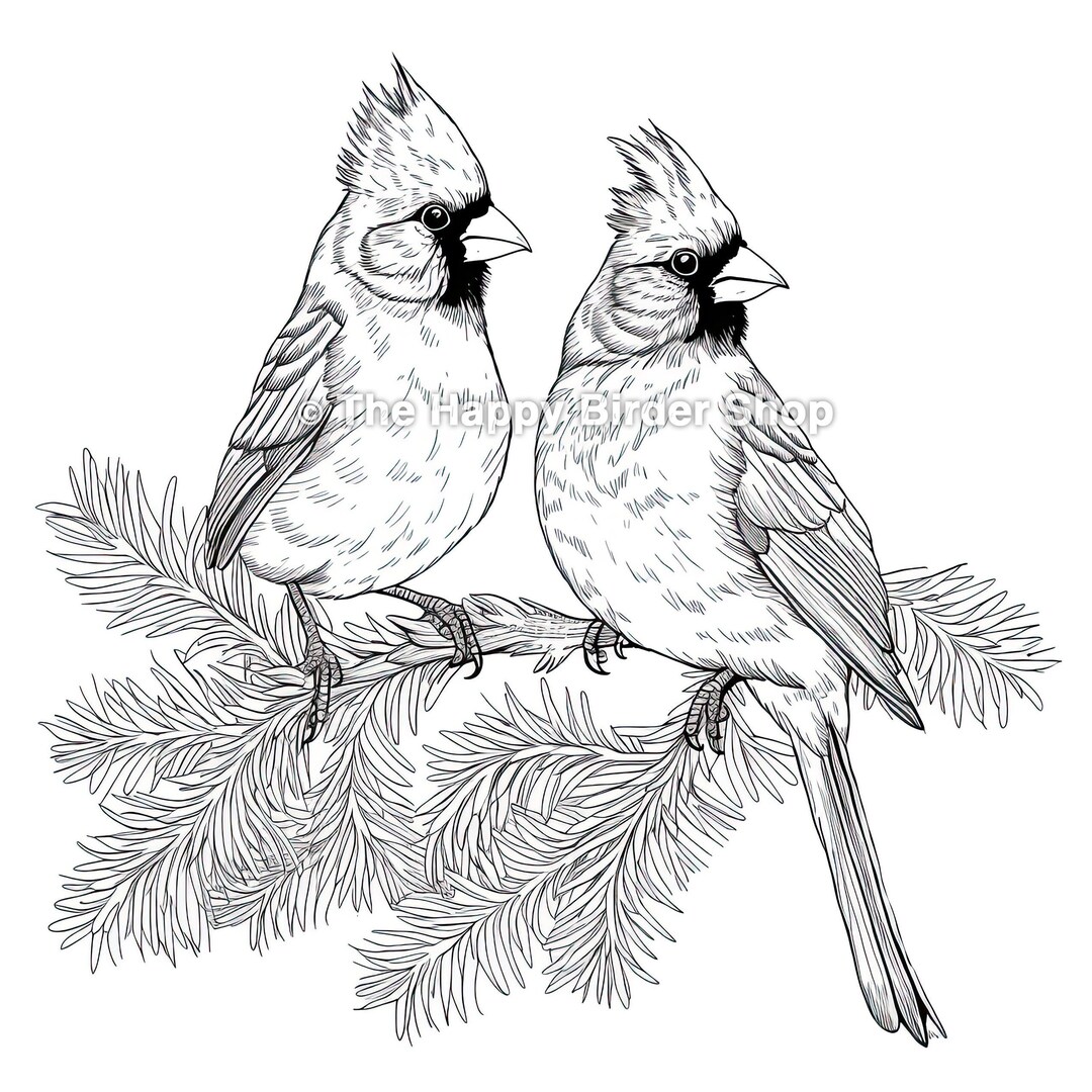 Northern Cardinal Pair Coloring Page Printable Bird Art - Etsy