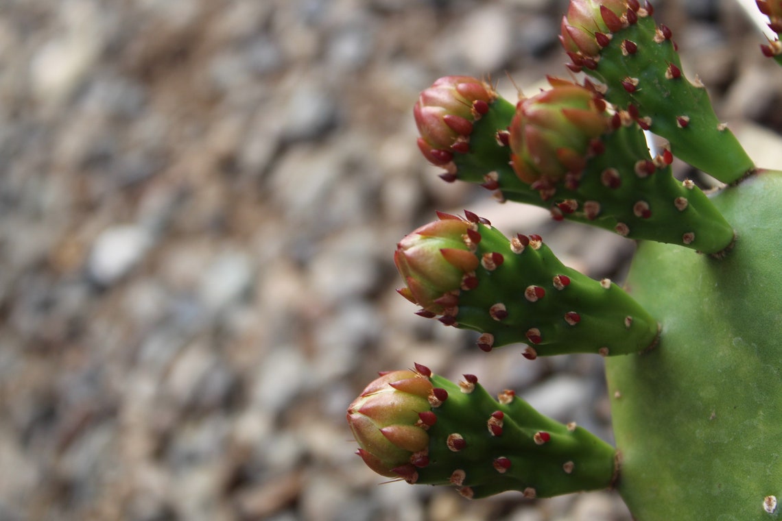 brazilian prickly pear